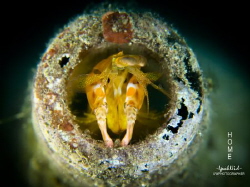 HOME
lately ive seen alot of Mantis shrimp building home... by Ipah Uid 